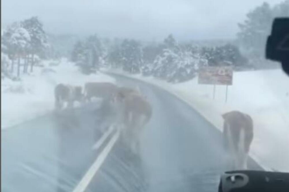NESTVARNA SCENA NA PUTU NOVA VAROŠ- ZLATIBOR! Putari posuli so zbog velikog snega, a krave odmah navalile da ližu (FOTO)