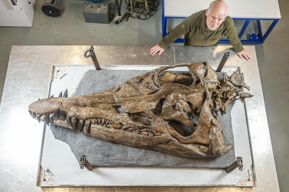 OSTACI MORSKOG KANIBALA PRONAĐENI NA PLAŽI: Neverovatno otkriće, monstrum imao 130 užasavajućih zuba, ubijao jednim ugrizom (FOTO)