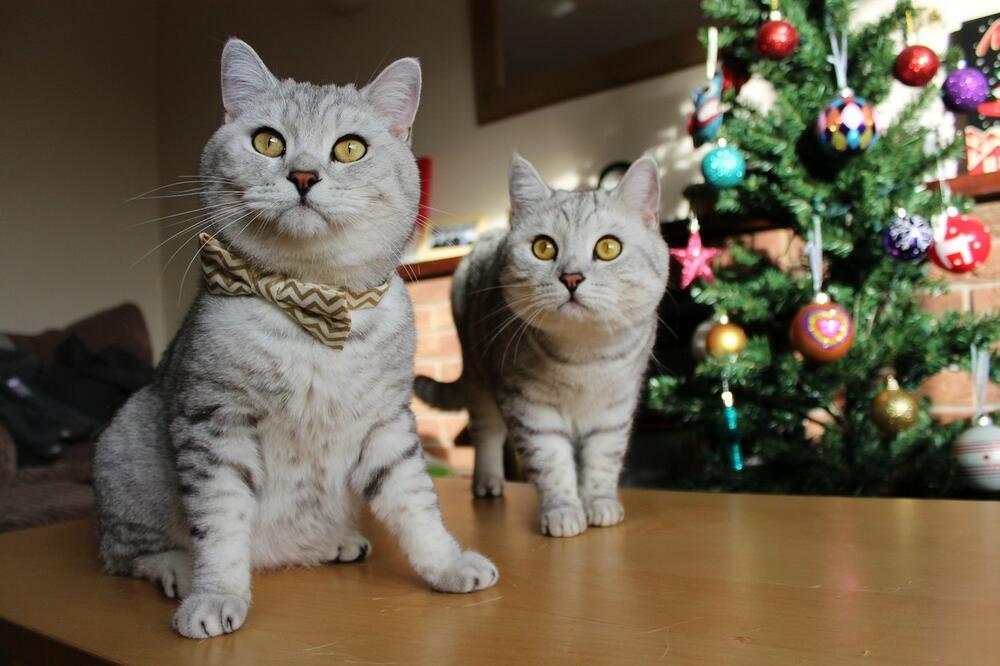 mačka, jelka, novogodišnja jelka