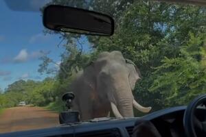 SLON DEMOLIRAO AUTOMOBIL Izašao iz šume, prišao vozilu, a onda je nastao HAOS (VIDEO)