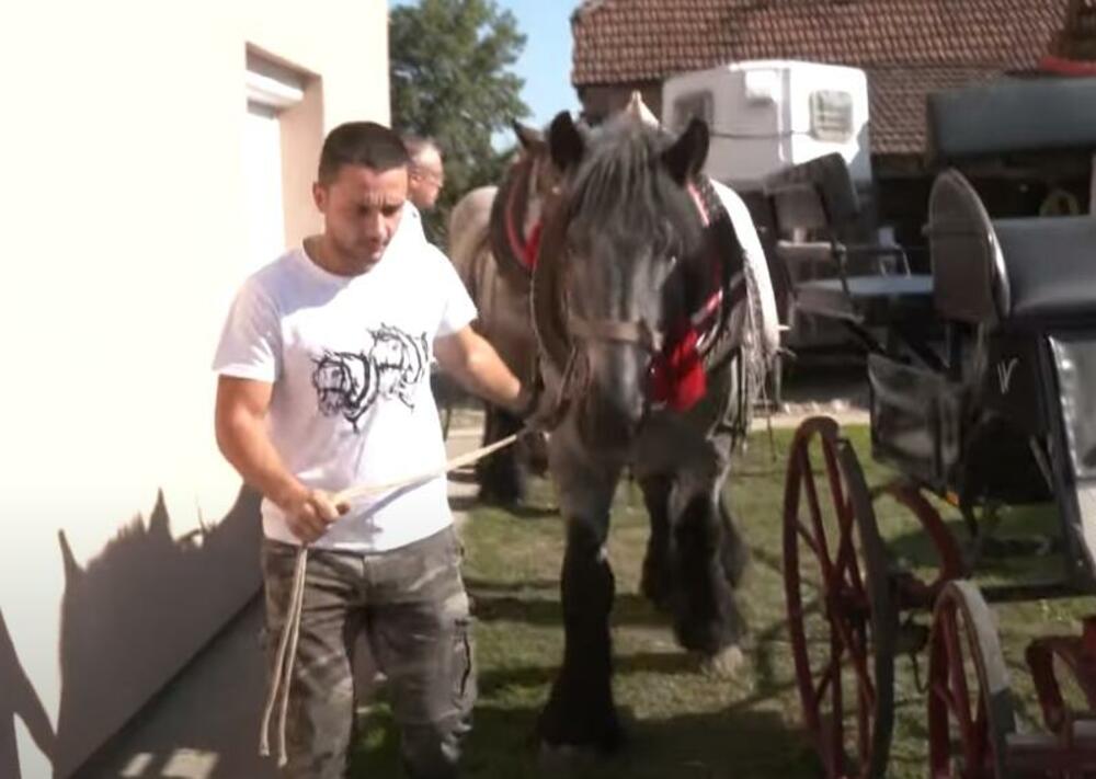 belgijski konj