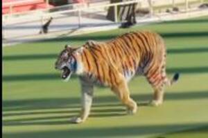 TIGAR NA STADIONU BARSELONE! Šokantan snimak kruži društvenim mrežama: Ogromna ZVER prošetala terenom, otkriveno i zašto! (VIDEO)