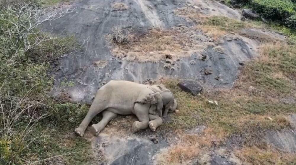slon, slonica, majka, dete