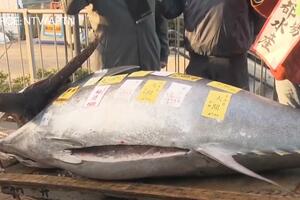 TUNA PRODATA ZA 789.000 DOLARA: Riba je bila teška 238 kilograma i završiće u tokijskim prodavnicama hrane VIDEO