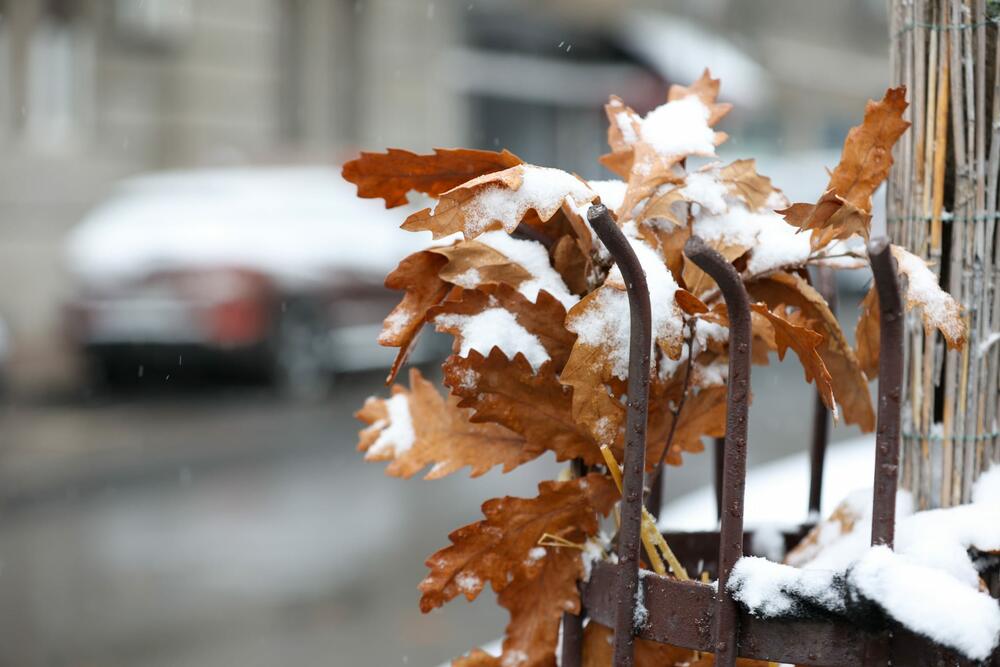 sneg u Beogradu, sneg, dan posle Božića, Badnjak