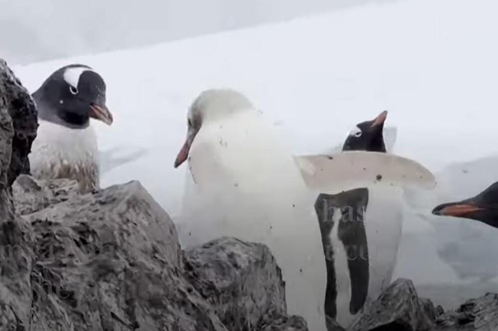 ŠOKANTAN PRIZOR NA ANTARKTIKU Primećena ultra retka ptica, naučnici ZATEČENI (VIDEO)