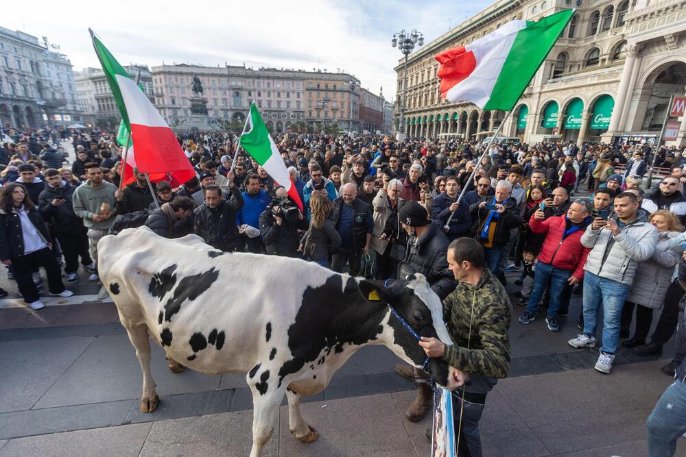 Milano, Italija, krava, protesti, poljoprivrednici