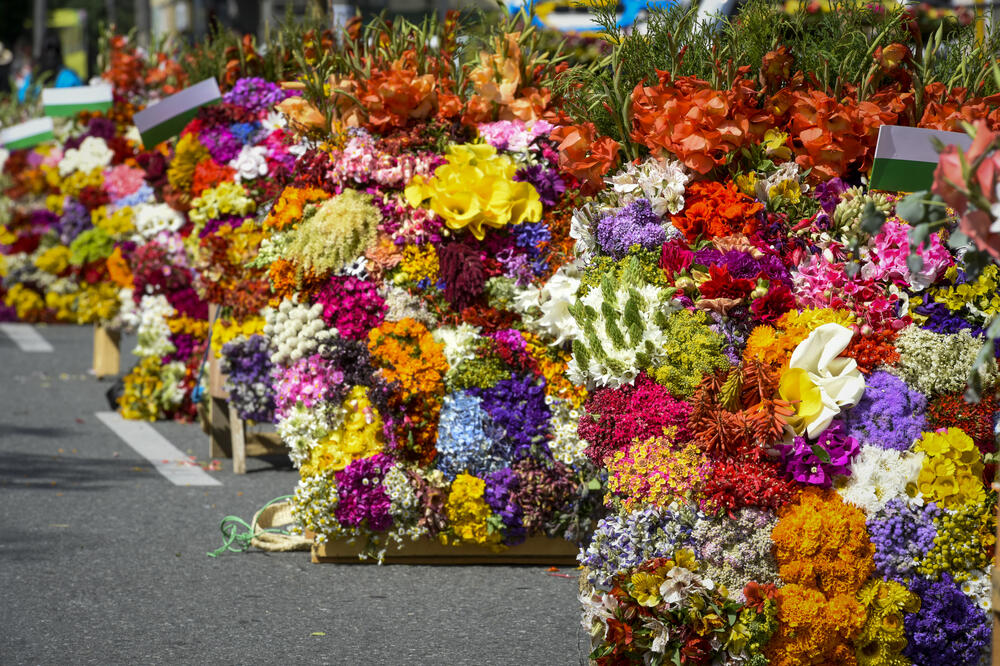 NEVEROVATNE BROJKE Za Dan zaljubljenih Kolumbija izvezla 700 miliona strukova cveća