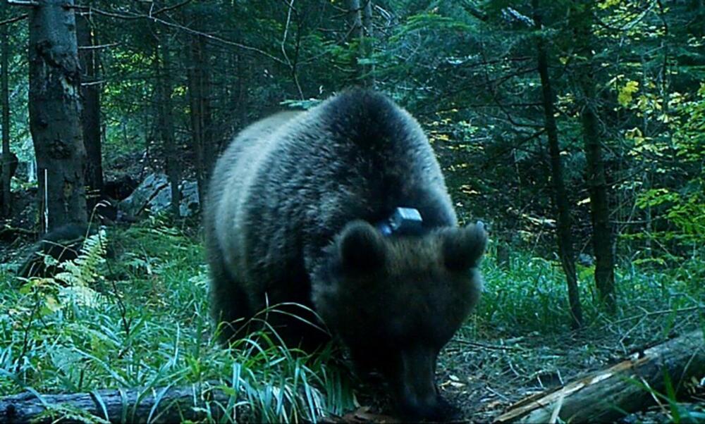 Medved, Medved Zoran, medved u divljini, Biološki fakultet u Beogradu