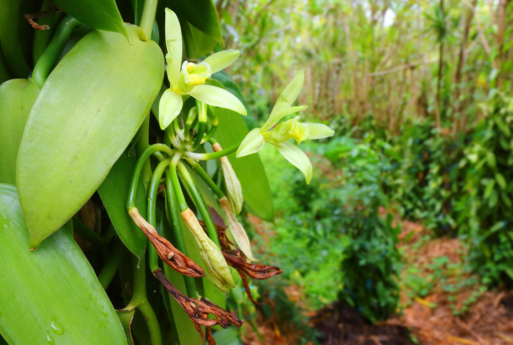 Vanila orhideja