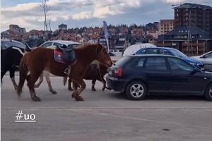ŠOK SNIMAK SA ZLATIBORA! Da li je moguće da ovo radi konjima? Ljudi POBESNELI - "moja noga ovde KROČITI NEĆE" (VIDEO)