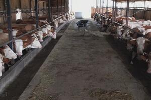 RADI SE OD JUTRA DO MRAKA: Strizovići iz Brđana su domaćini za primer, imaju 22 krave i bave se proizvodnjom mleka