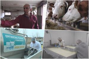 MILAN JEDINI PROIZVODI ORGANSKI SIR U SRBIJI: Zbog toga od države dobija značajne subvencije, njegove krave uživaju posebnu pažnju