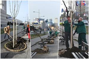 ZA LEPŠI DRVORED U NOVOM SADU: U Bulevaru Mihajla Pupina i Dunavskom parku posađeno još 18 stabala