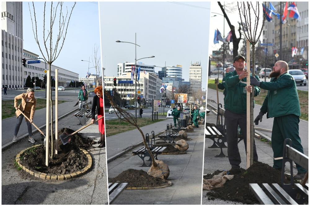 ZA LEPŠI DRVORED U NOVOM SADU: U Bulevaru Mihajla Pupina i Dunavskom parku posađeno još 18 stabala