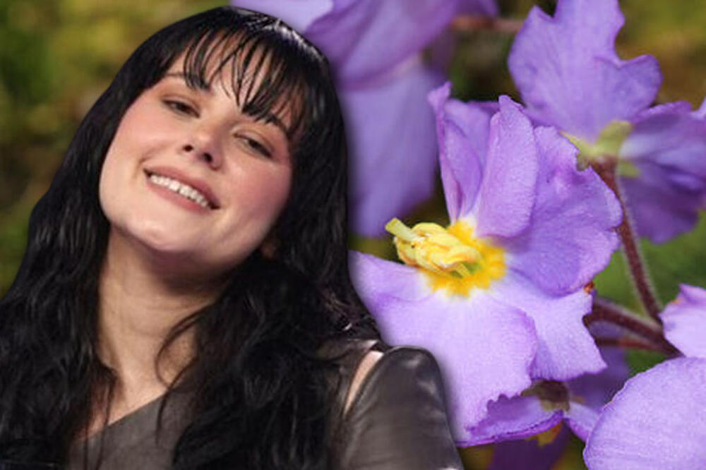 JEDINO MESTO U SRBIJI GDE RASTU NATALIJINA I SRPSKA RAMONDA: Evo kako zaista izgleda biljka o kojoj peva Teya Dora (FOTO)