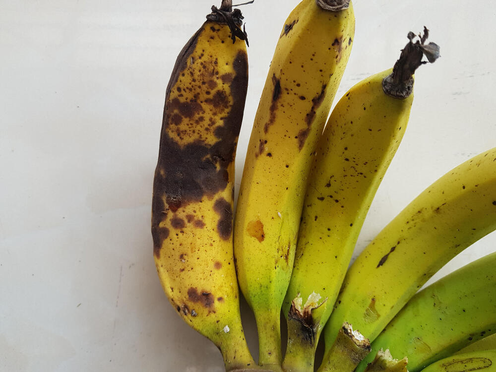 gljivica, banana, Fusarium Wilt, panama disease