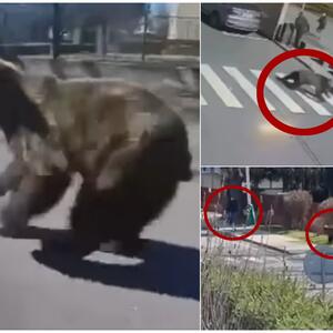 ZVER U EVROPSKOM GRADU, LJUDI BEŽE, PRESKAČU OGRADU: Medved povredio pet