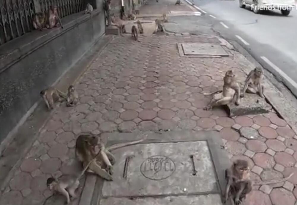 Tajland, majmuni