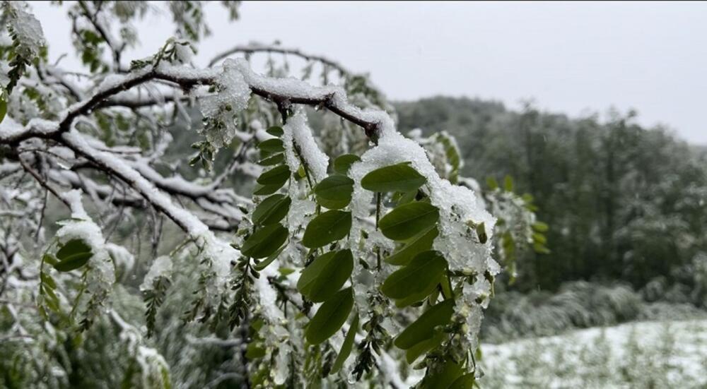 SNEG PREKRIO VOĆNJAKE Vremenski kolaps zadao glavobolje poljoprivrednicima, težak sneg preti da slomi grane usevima (FOTO)