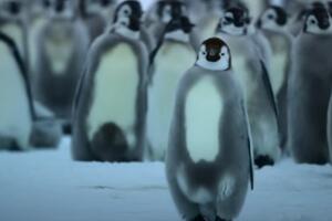 NESTVARAN PRIZOR SA ANTARKTIKA! 700 pingvina krenuli na ISTO MESTO, a onda je snimatelj ZABELEŽIO JEDINSTVEN TRENUTAK (VIDEO)