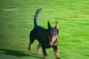 NEOČEKIVAN GOST NA "ČIKA DAČI" Pas utrčao na teren, pretrčao sve fudbalere i odšetao na drugu stranu (VIDEO)