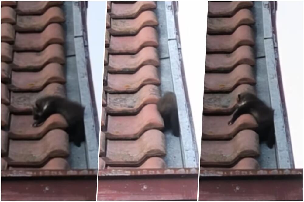 NESVAKIDAŠNJA SCENA U OBRENOVCU: Beograđanin fotografisao životinju na krovu, mnogi nisu znali o čemu se radi (VIDEO)