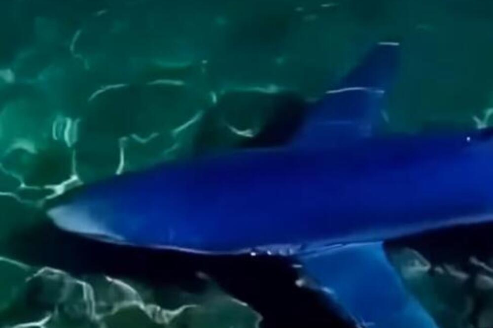 NOĆNA MORA ZA TURISTE: Plava ajkula doplivala do same obale u Grčkoj! Evo koliko su opasne ove životinje! VIDEO