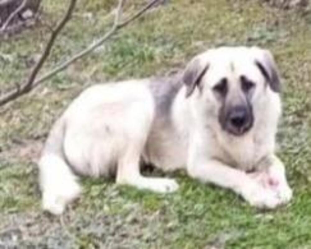 BOJANA MOLI ZA POMOĆ: Ovaj pas nestao u Draževcu, vlasnica apeluje na svakog ko ga vidi da joj javi (FOTO)