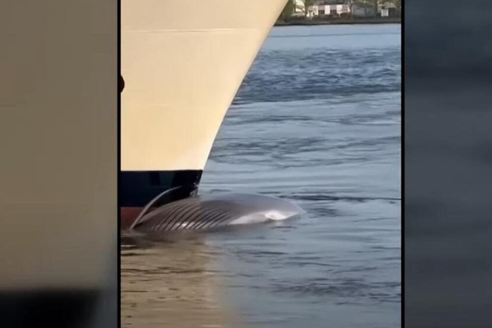 POTRESAN PRIZOR Kruzer uplovio u njujoršku luku sa mrtvim kitom na pramcu