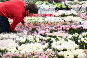 Ovaj cvet se van sezone prodaje po 3x VEĆOJ CENI: Miloš je u biznis ušao zbog tašte a danas proda 600 komada dnevno
