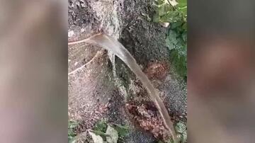 Neverovatan prirodni fenomen u ivanjičkoj šumi: Iz stabla bukve potekla voda